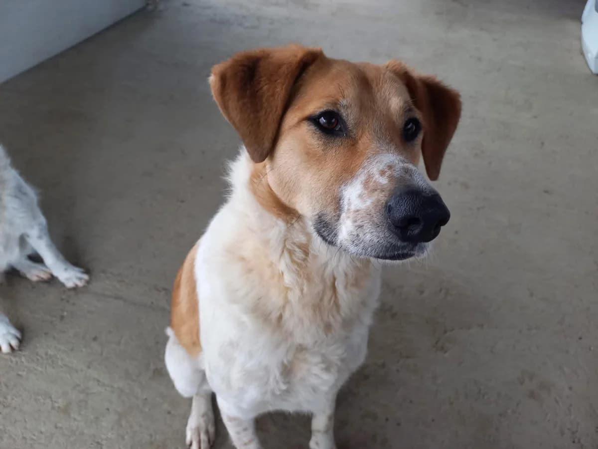 Jooke, male 3yo Mixed Breed for adoption at Ein Herz für Streuner e.V., München