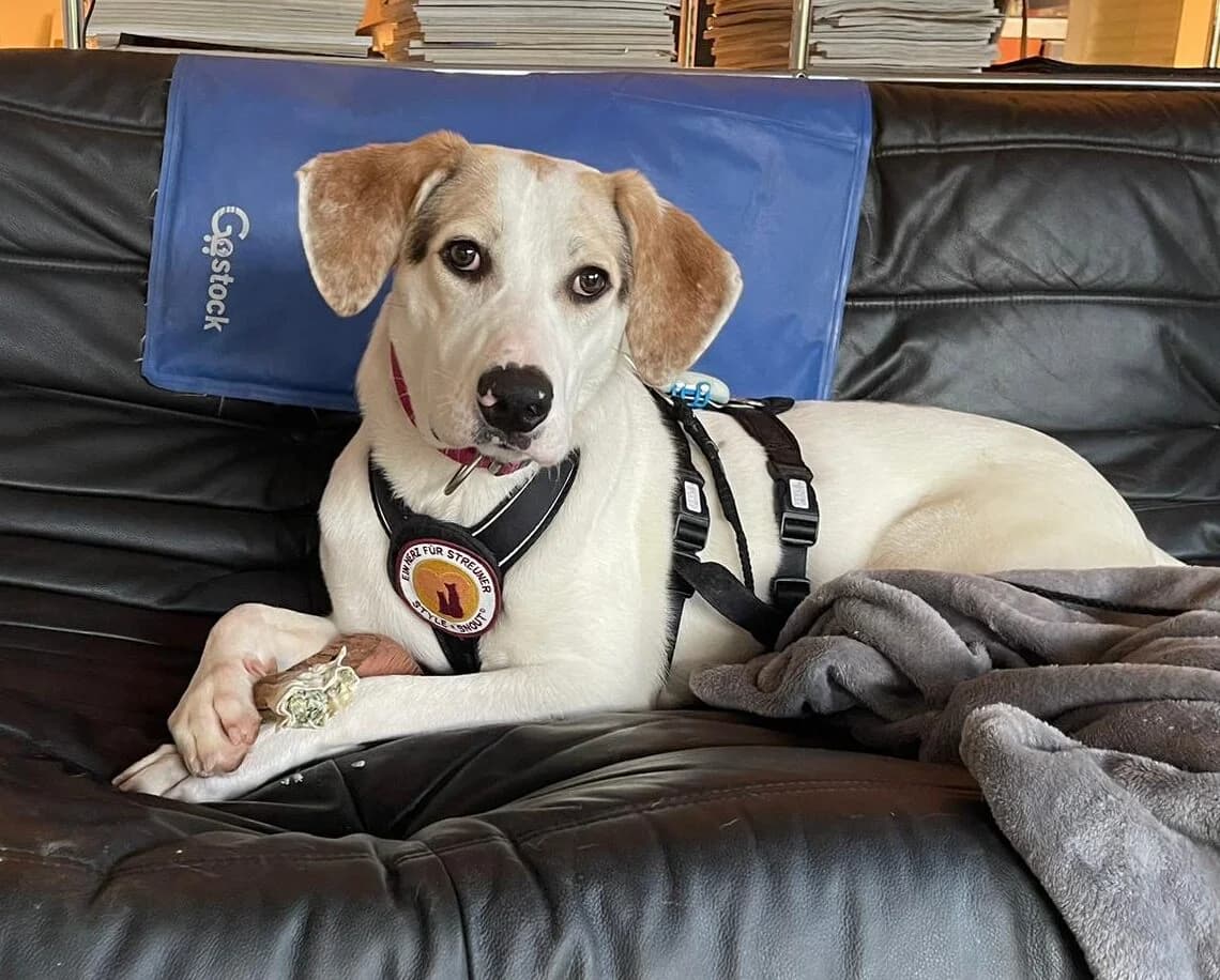 Joon, female 5yo Mixed Breed for adoption at Ein Herz für Streuner e.V., München