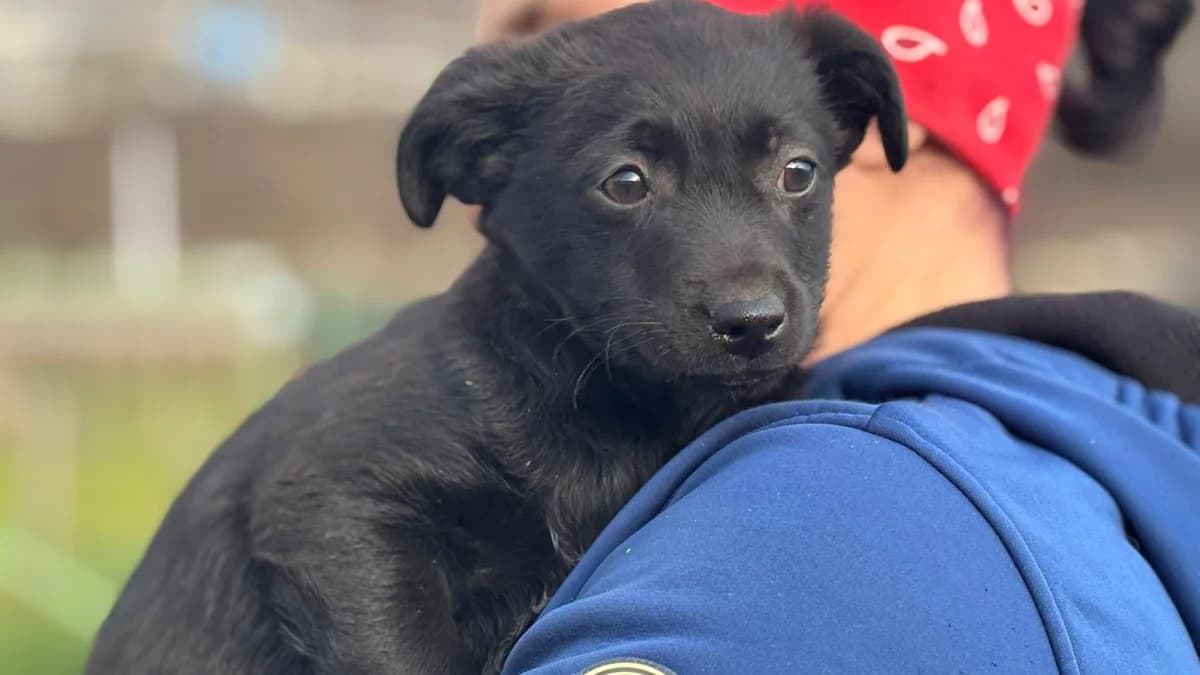 Joona, female puppy Mixed Breed for adoption at Ein Herz für Streuner e.V., München