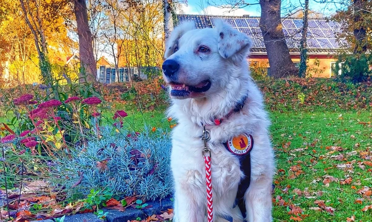 Jorah, male 5yo Mixed Breed for adoption at Ein Herz für Streuner e.V., München