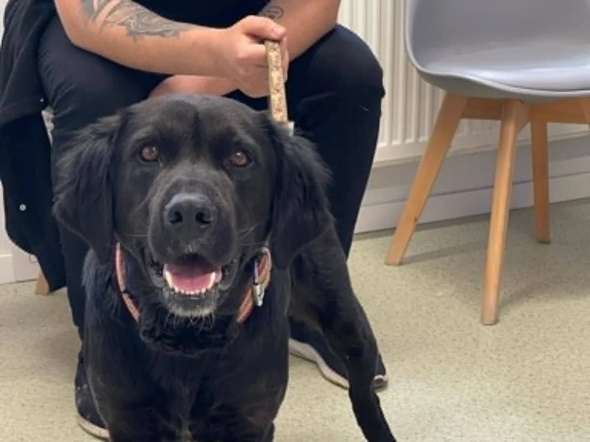 Joris, male 5yo Mixed Breed for adoption at Ein Herz für Streuner e.V., München