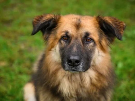 Joschi, male 3yo Mixed Breed for adoption at Ein Herz für Streuner e.V., München
