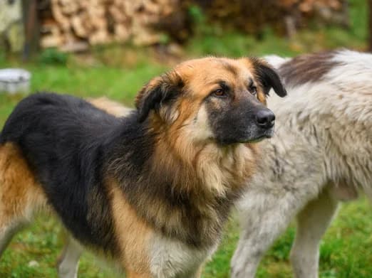 Joschi, male 3yo Mixed Breed for adoption at Ein Herz für Streuner e.V., München