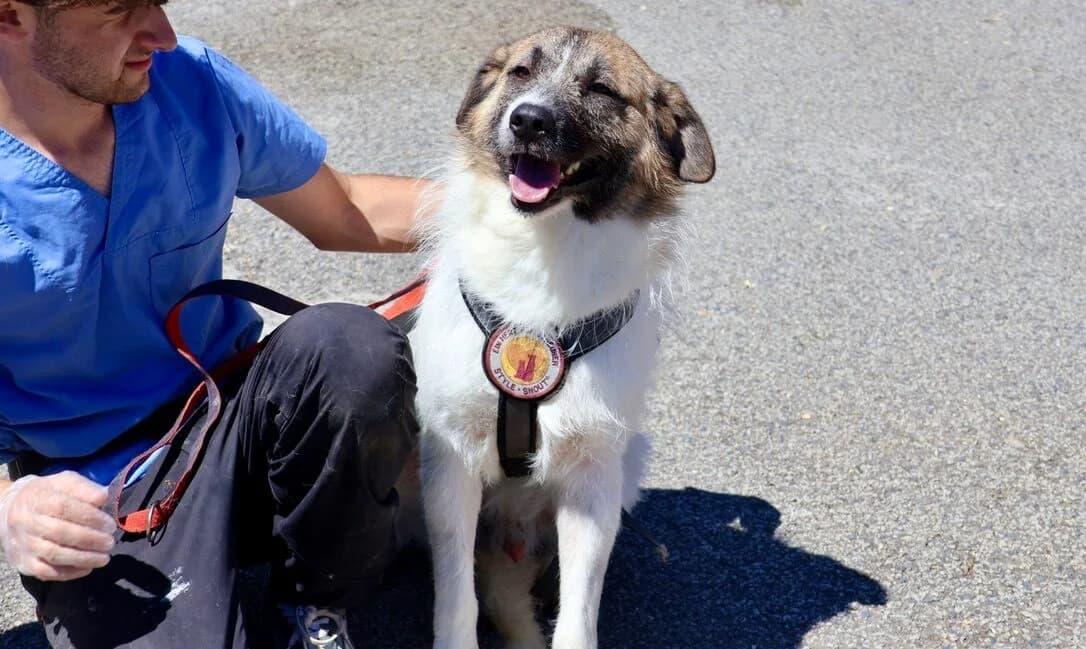 Joschka, male 3yo Mixed Breed for adoption at Ein Herz für Streuner e.V., München