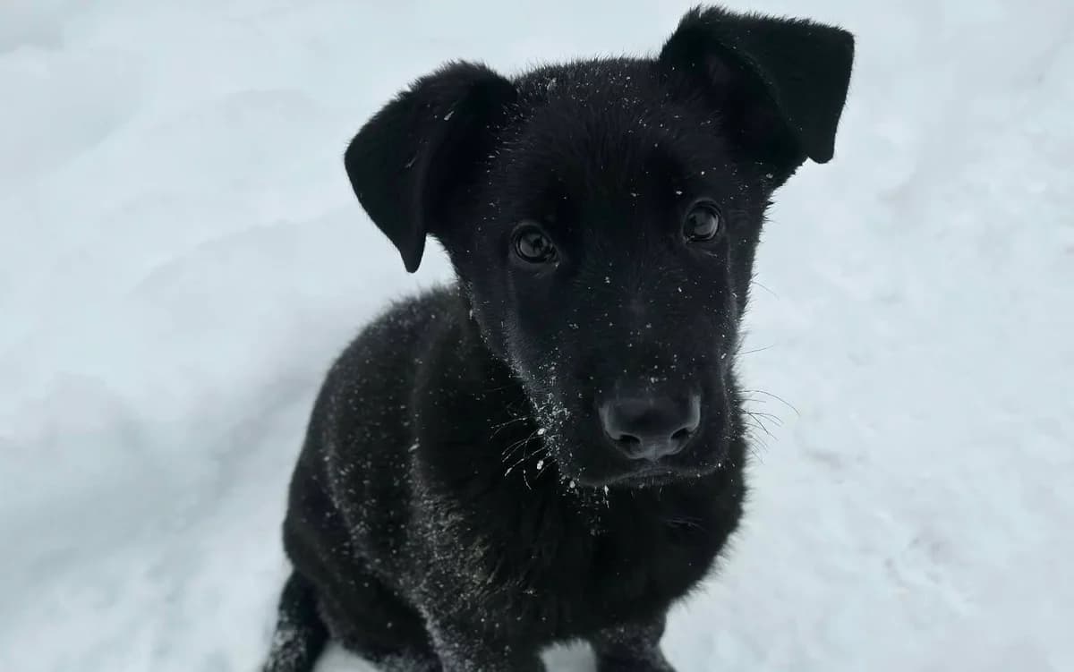 Joschy, male puppy Mixed Breed for adoption at Ein Herz für Streuner e.V., München