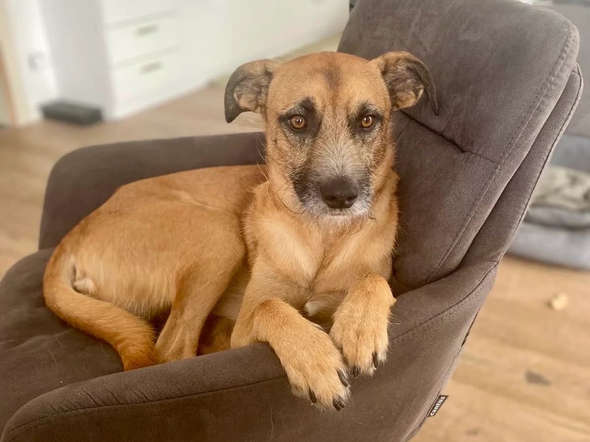 José, male 5yo Mixed Breed for adoption at Ein Herz für Streuner e.V., München