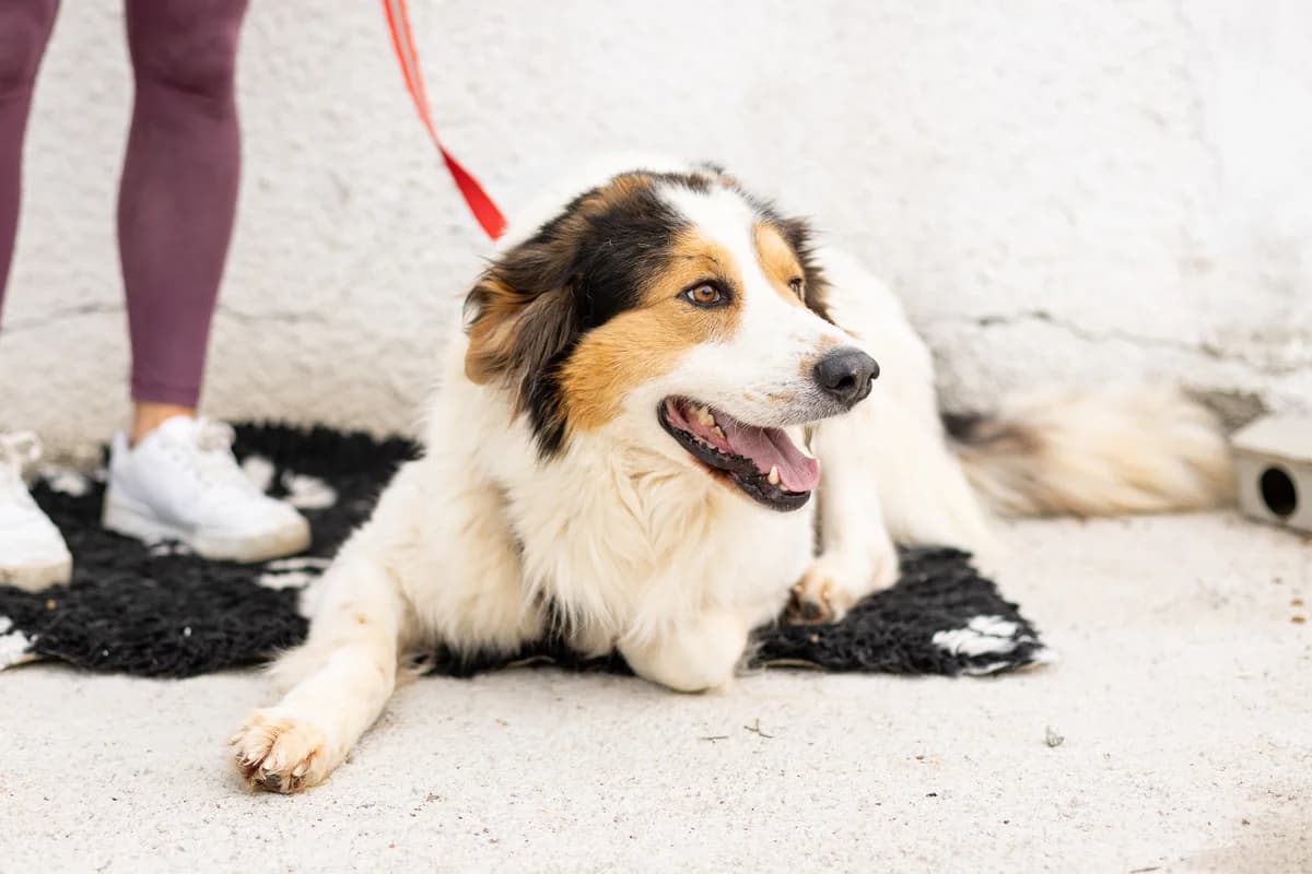 Josef, male 5yo Mixed Breed for adoption at Ein Herz für Streuner e.V., München