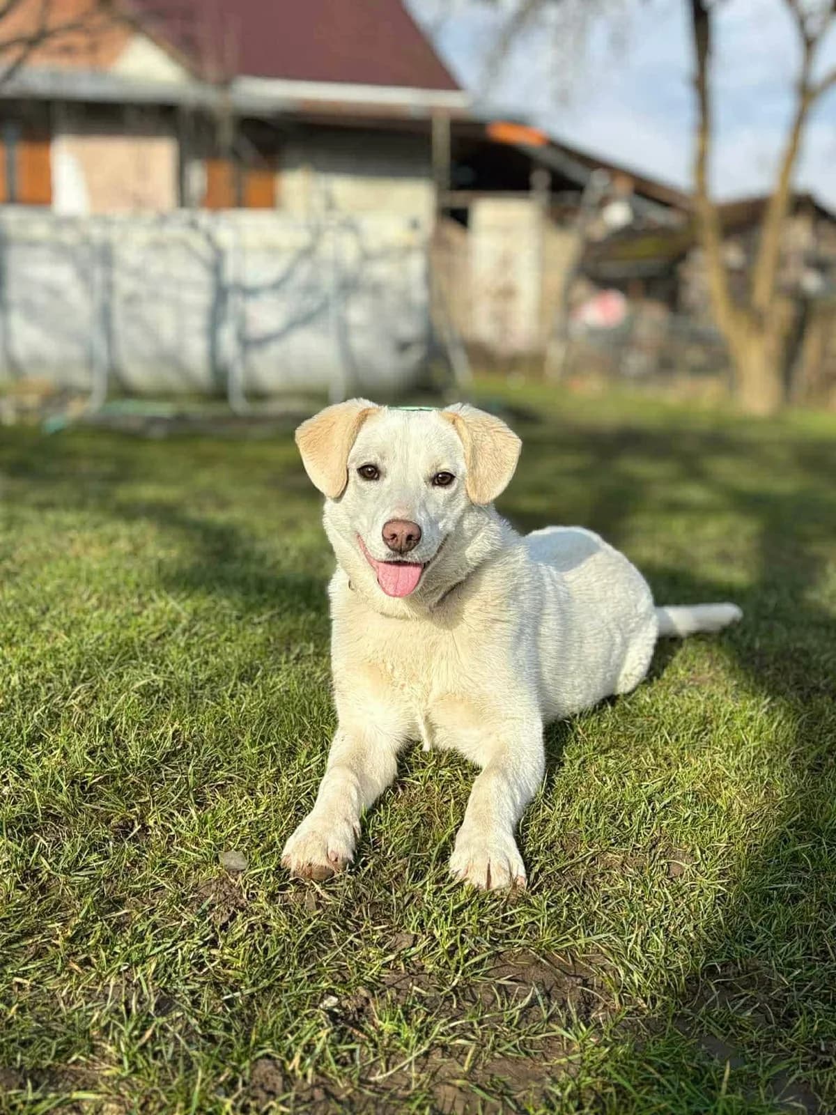 Josefine, beige female young Mixed Breed for adoption at Ein Herz für Streuner e.V., München