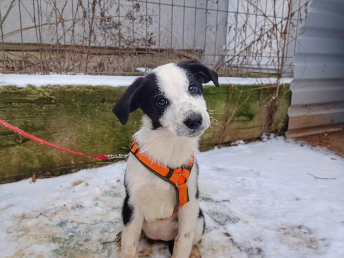 Joselie, schwarz female puppy Mixed Breed for adoption at Ein Herz für Streuner e.V., München