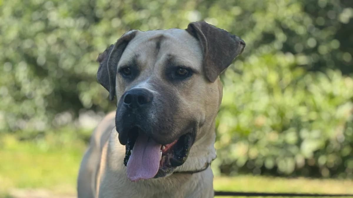 Joseph, gold male 5yo Mixed Breed for adoption at Ein Herz für Streuner e.V., München