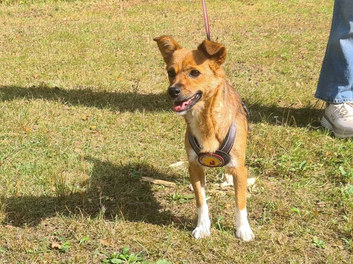 Josepha, female 4yo Mixed Breed for adoption at Ein Herz für Streuner e.V., München