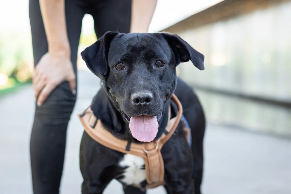 Josephine, female young Mixed Breed for adoption at Ein Herz für Streuner e.V., München