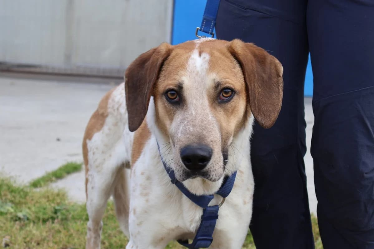 Josha, braun male 5yo Mixed Breed for adoption at Ein Herz für Streuner e.V., München