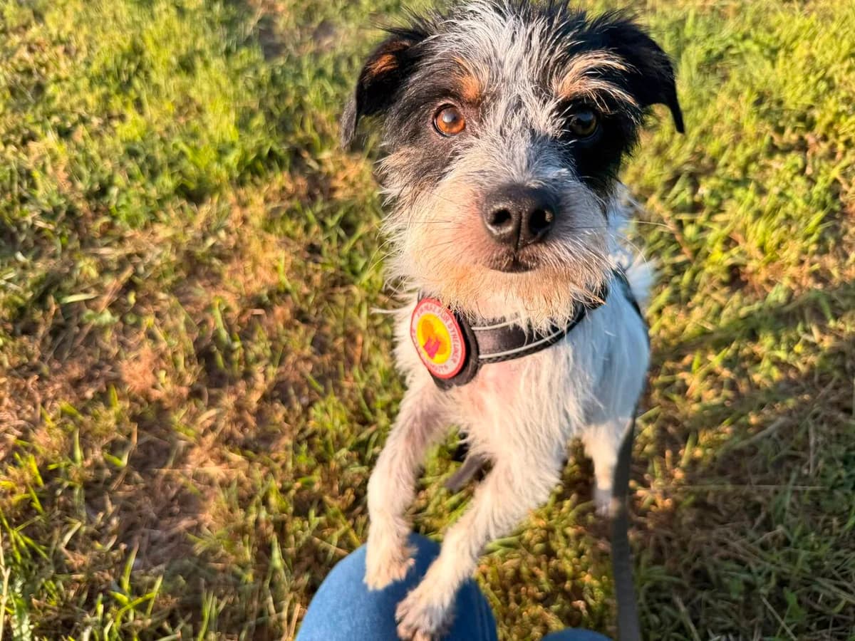 Joshi, male 5yo Mixed Breed for adoption at Ein Herz für Streuner e.V., München