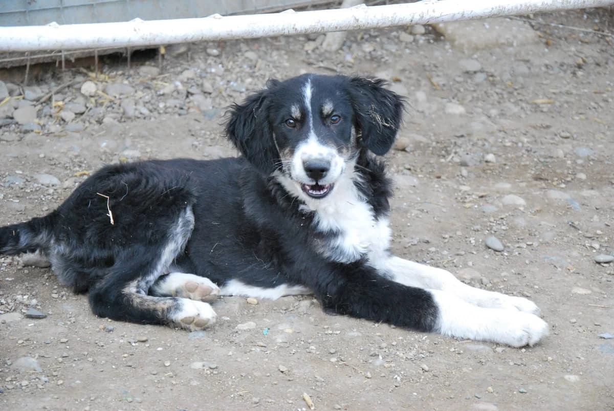 Joshi, male puppy Mixed Breed for adoption at Ein Herz für Streuner e.V., München