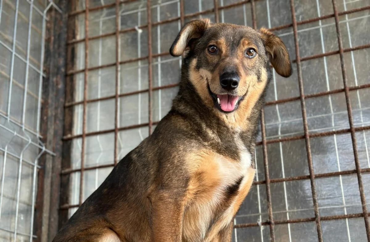 Josi, female 5yo Mixed Breed for adoption at Ein Herz für Streuner e.V., München