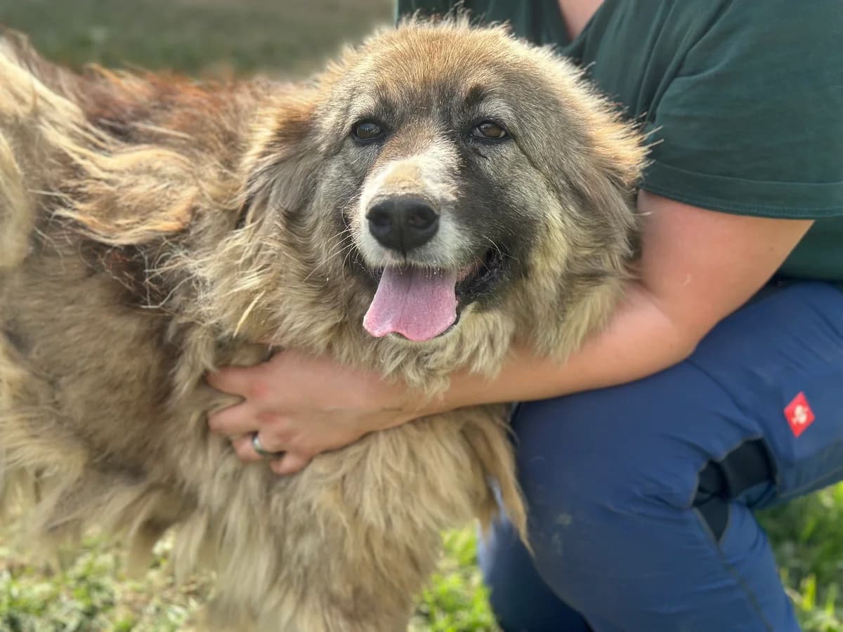 Josie, female senior Mixed Breed for adoption at Ein Herz für Streuner e.V., München
