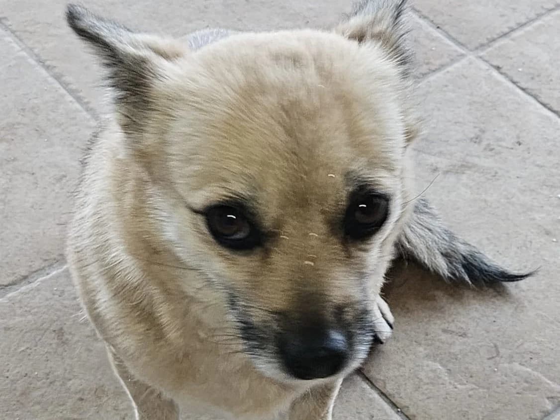 Josie, female 3yo Mixed Breed for adoption at Ein Herz für Streuner e.V., München