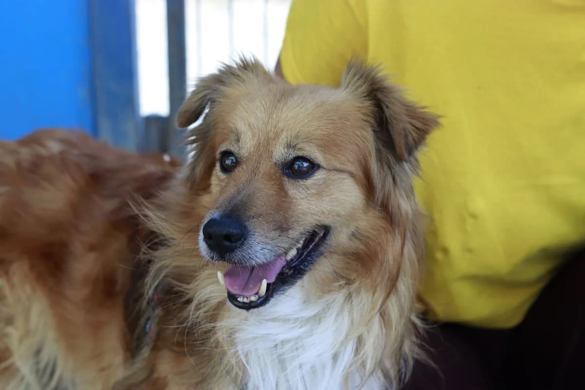 Josip, male senior Mixed Breed for adoption at Ein Herz für Streuner e.V., München