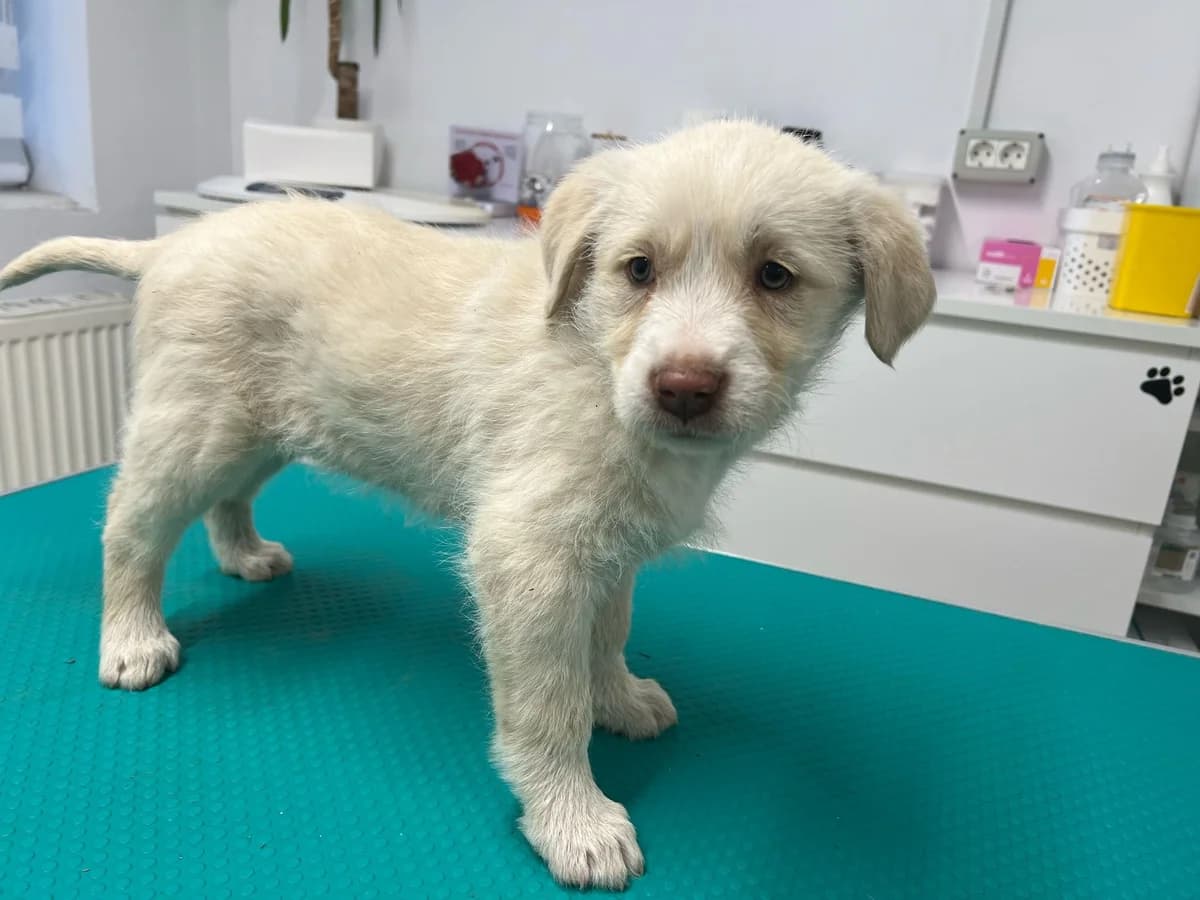 Josy, female puppy Mixed Breed for adoption at Ein Herz für Streuner e.V., München