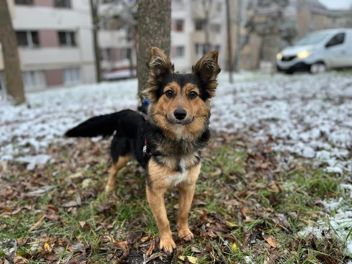 Jotta, Mixed Breed for adoption at Ein Herz für Streuner e.V., München