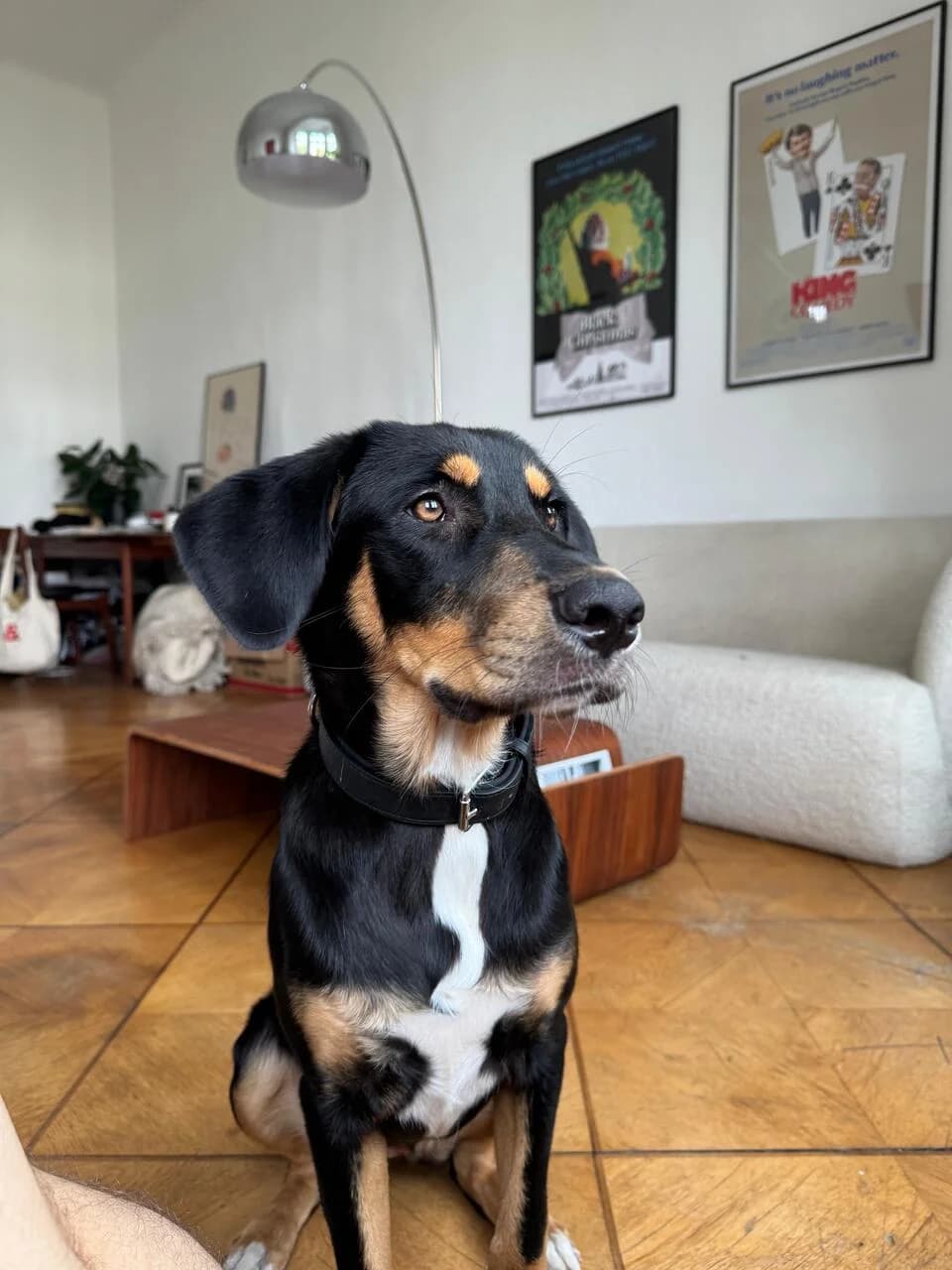 Joy, female young Mixed Breed for adoption at Ein Herz für Streuner e.V., München