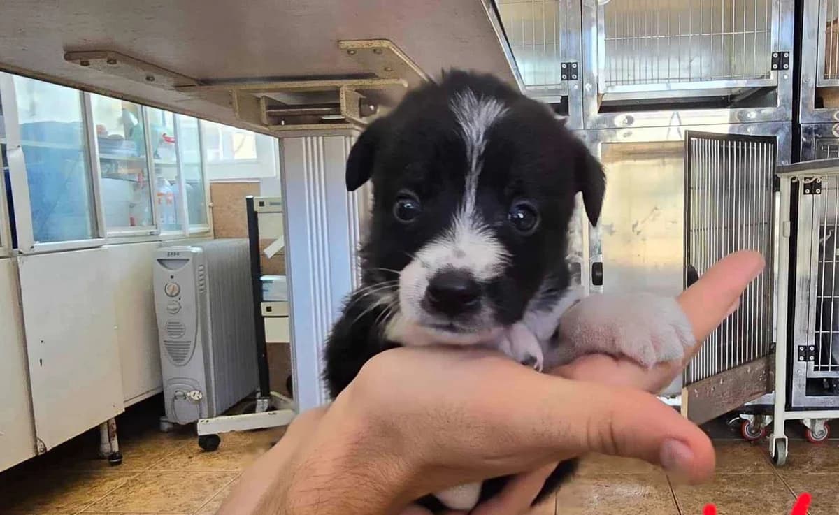 Joy, puppy Mixed Breed for adoption at Ein Herz für Streuner e.V., München