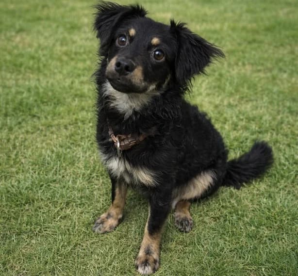 Joy, female puppy Mixed Breed for adoption at Ein Herz für Streuner e.V., München