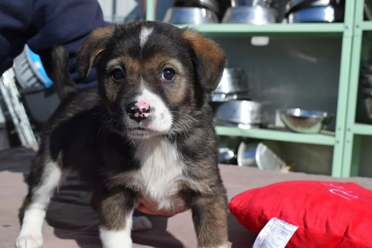 Joy, weiß female puppy Mixed Breed for adoption at Ein Herz für Streuner e.V., München