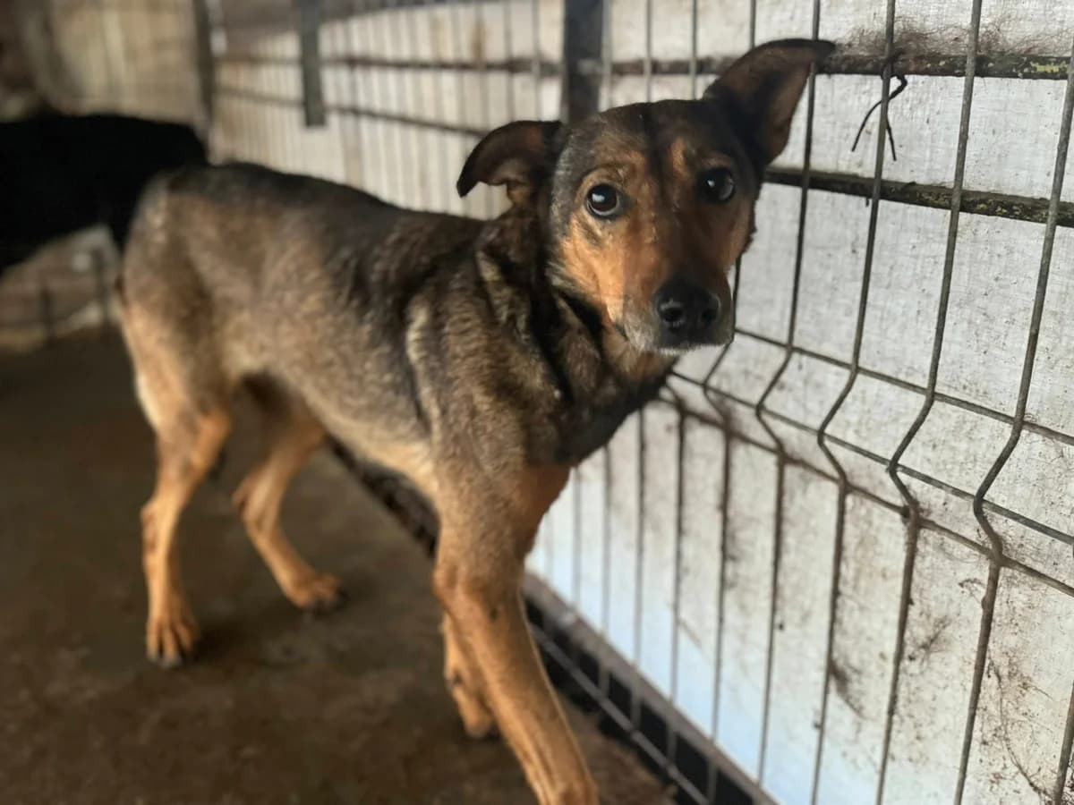 Joya, female 5yo Mixed Breed for adoption at Ein Herz für Streuner e.V., München