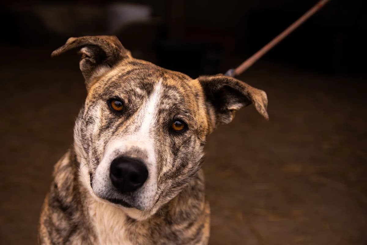 Joyce, female 4yo Mixed Breed for adoption at Ein Herz für Streuner e.V., München