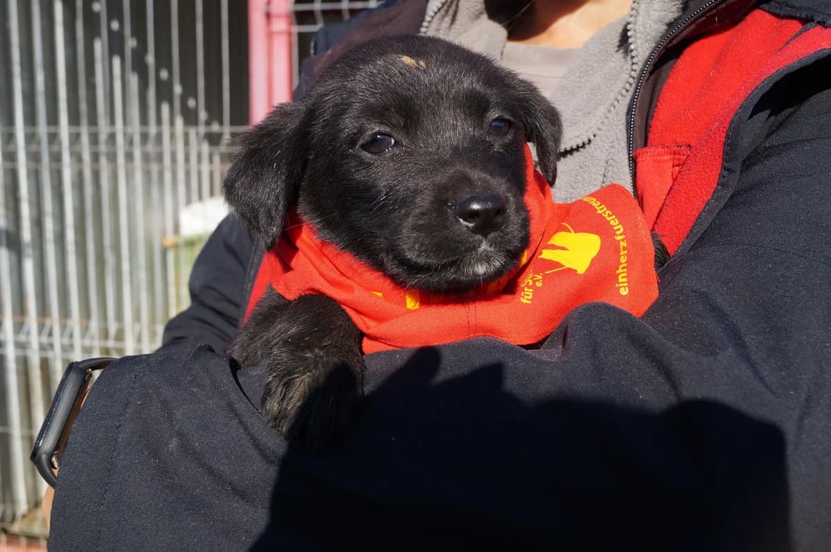 Joys, female puppy Mixed Breed for adoption at Ein Herz für Streuner e.V., München