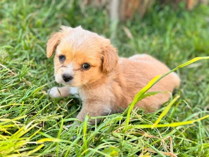 Jua, female puppy Mixed Breed for adoption at Ein Herz für Streuner e.V., München