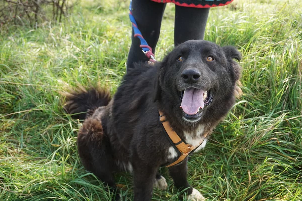 Juanita, female 4yo Mixed Breed for adoption at Ein Herz für Streuner e.V., München
