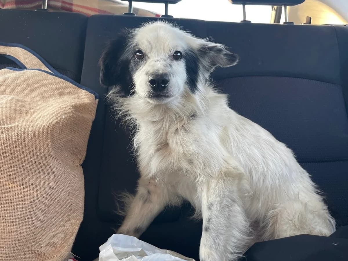 Juba, female 6yo Mixed Breed for adoption at Ein Herz für Streuner e.V., München