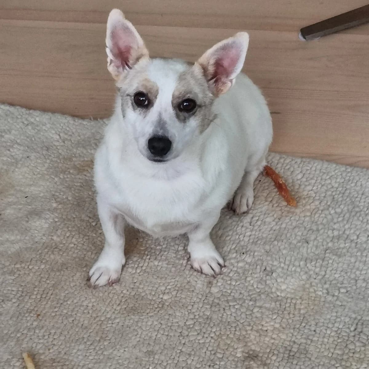 Judith, female young Mixed Breed for adoption at Ein Herz für Streuner e.V., München