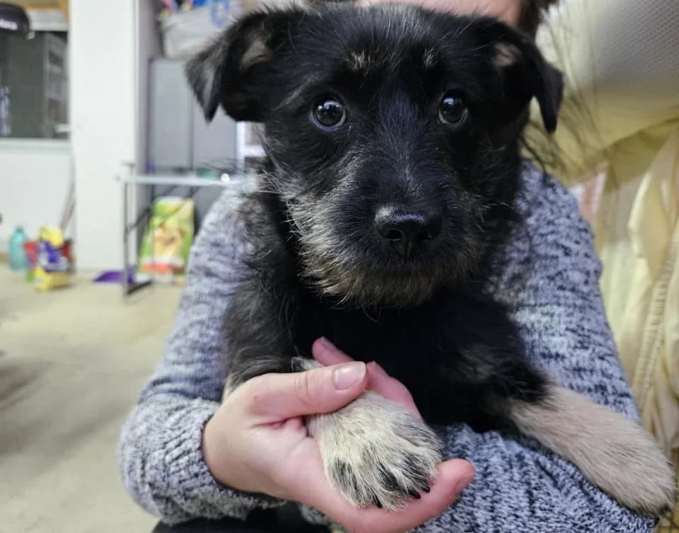 Judy, female puppy Mixed Breed for adoption at Ein Herz für Streuner e.V., München