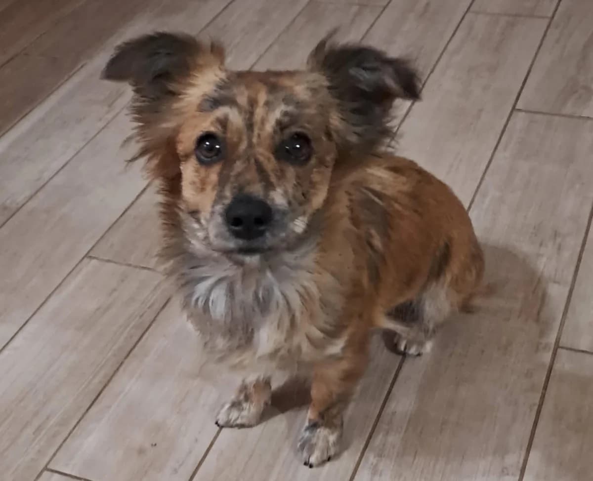 Judy, female 3yo Mixed Breed for adoption at Ein Herz für Streuner e.V., München
