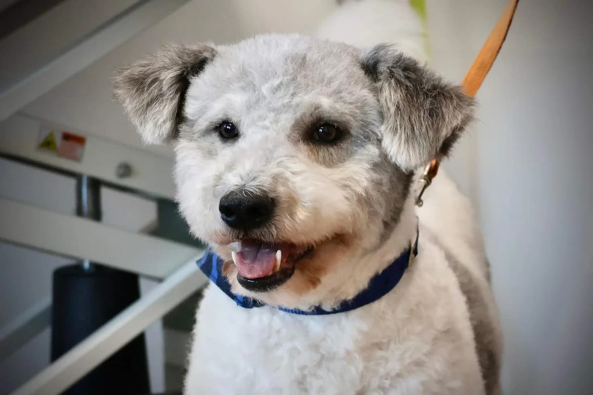 JÜNter, male 7yo Mixed Breed for adoption at Ein Herz für Streuner e.V., München