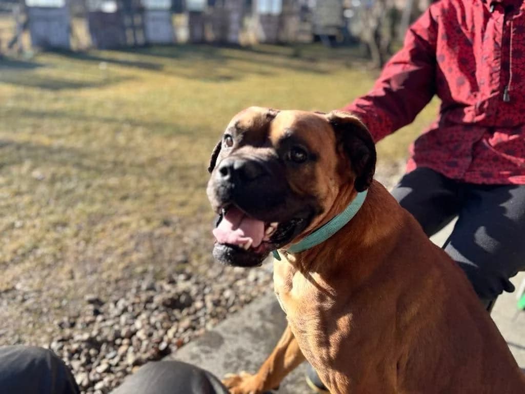 Juice, male 3yo Mixed Breed for adoption at Ein Herz für Streuner e.V., München