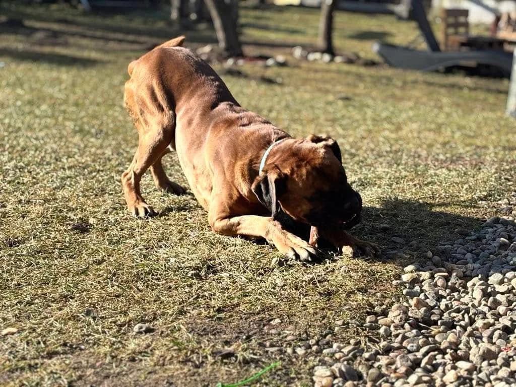 Juice, male 3yo Mixed Breed for adoption at Ein Herz für Streuner e.V., München