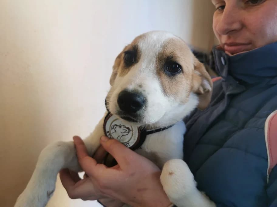 Juicy, female puppy Mixed Breed for adoption at Ein Herz für Streuner e.V., München