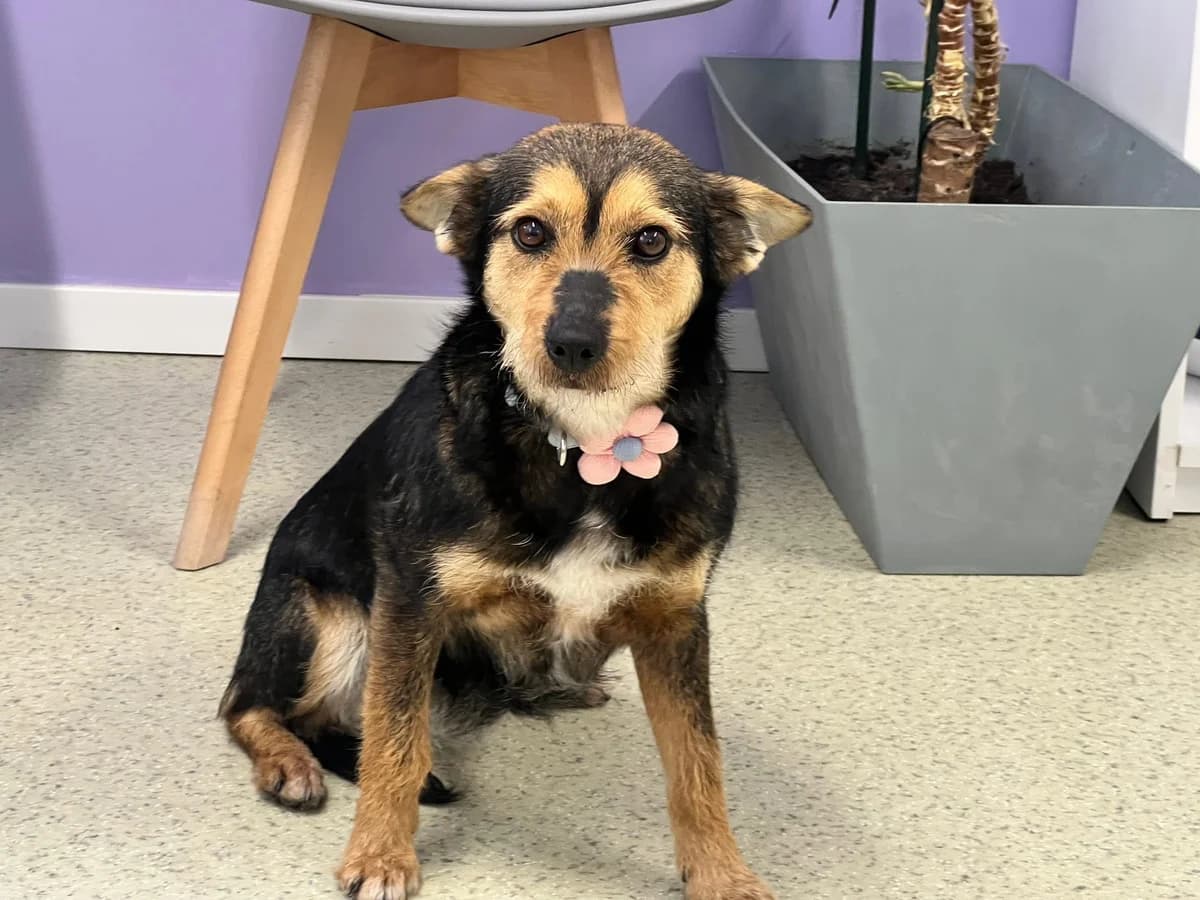 Juicy, female 5yo Mixed Breed for adoption at Ein Herz für Streuner e.V., München