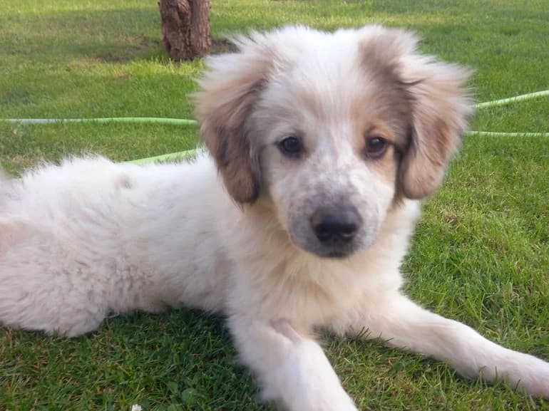 Juki, male puppy Mixed Breed for adoption at Ein Herz für Streuner e.V., München