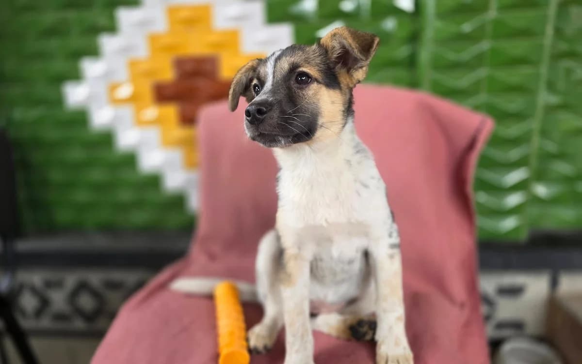 Juki, weiß female puppy Mixed Breed for adoption at Ein Herz für Streuner e.V., München