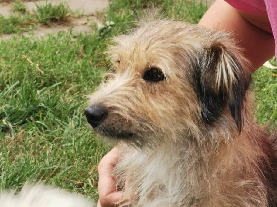 Julchen, gold female 5yo Mixed Breed for adoption at Ein Herz für Streuner e.V., München
