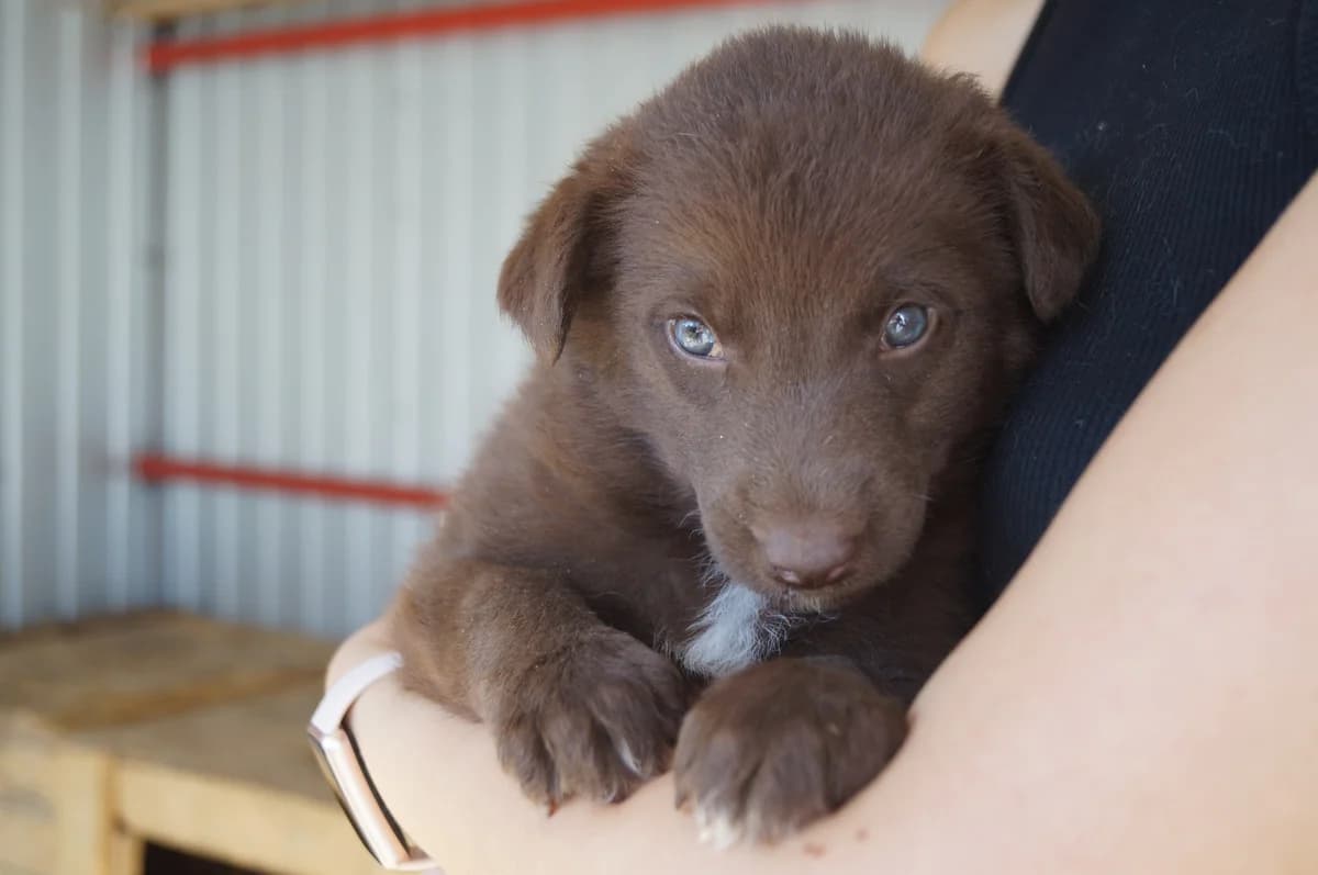 Jule, weiß female puppy Mixed Breed for adoption at Ein Herz für Streuner e.V., München
