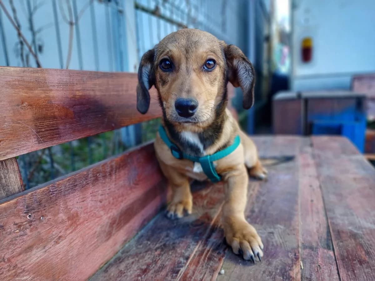 Jule, female puppy Mixed Breed for adoption at Ein Herz für Streuner e.V., München