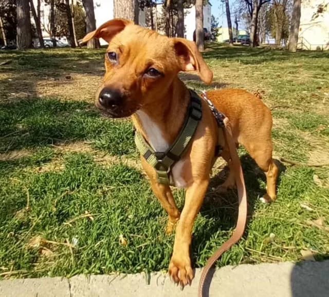 Jule, young Mixed Breed for adoption at Ein Herz für Streuner e.V., München