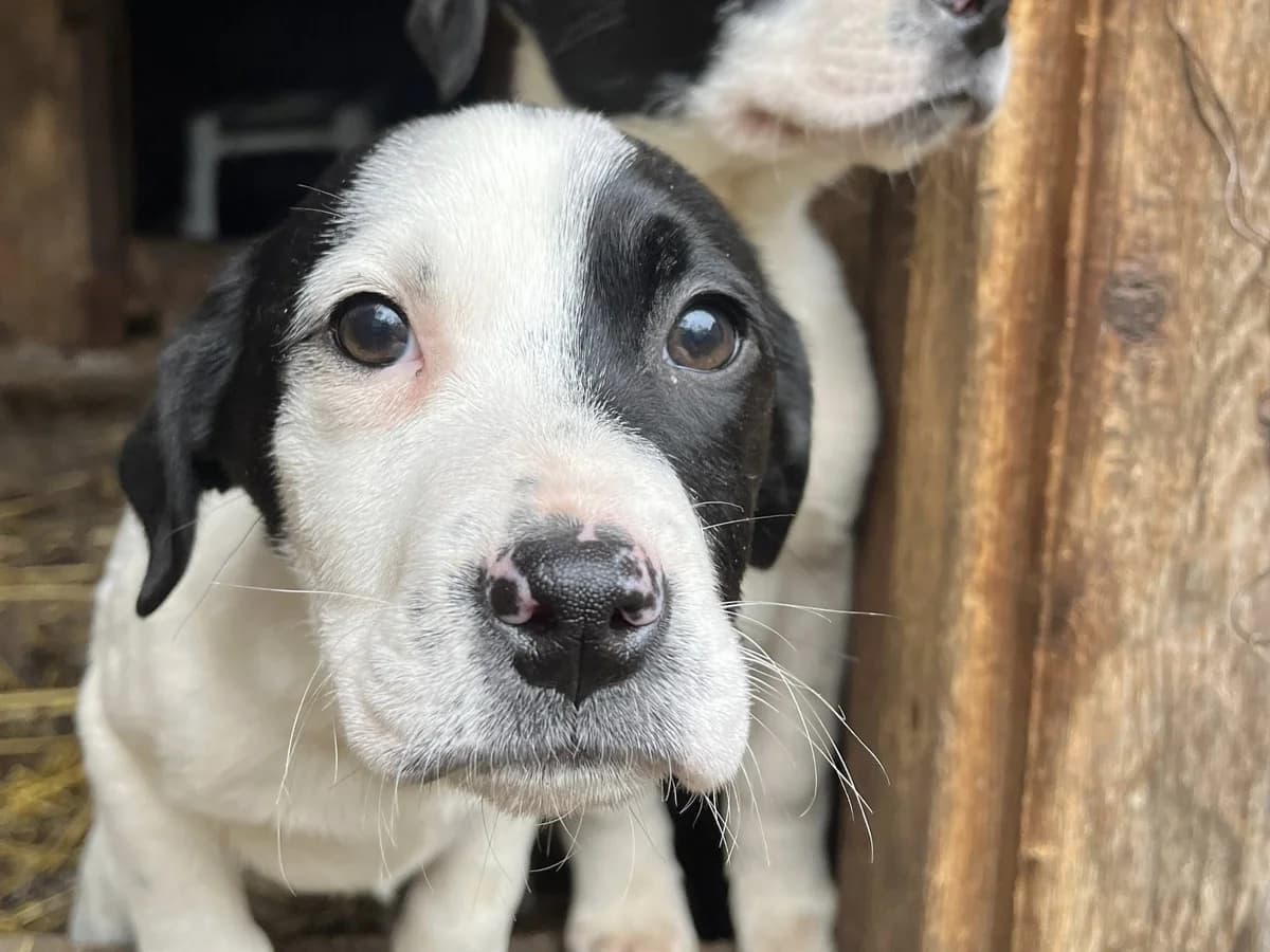 Jule, schwarz puppy Mixed Breed for adoption at Ein Herz für Streuner e.V., München
